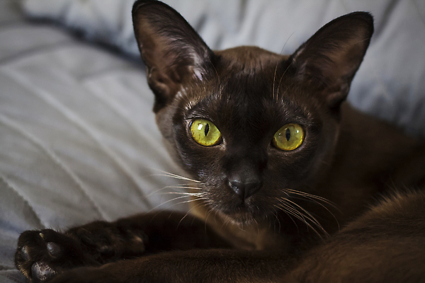 포토 JPG 해외이미지 동물 응시 주택 털 실내 앉기 사람없음 반려동물 갈색 작음 큼 호기심 사냥 기르기 총구 버미즈 순혈 해외202309 해외포토 시선 감정 컬러 컨셉 모션 내부 건물 고양이 크기 돌봄 파일형식