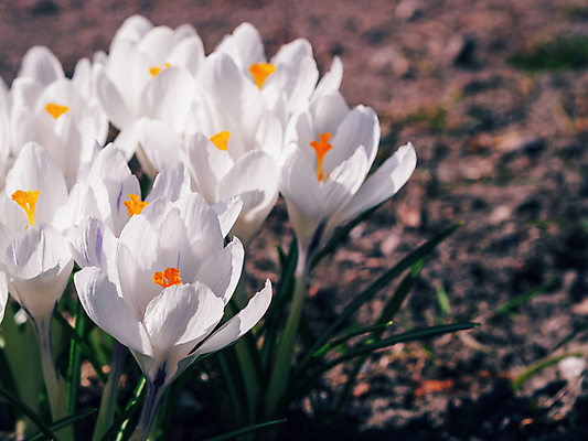 포토 JPG 해외이미지 식물 계절 공원 꽃잎 꽃 줄기 컬러 백그라운드 잎 꽃무늬 밭 봄꽃 자연 새로움 사람없음 야외 초록색 파란색 컬러풀 뷰티 노란색 정원 보라색 봄 성장 벚꽃 흰색 신선 개화 속도 원예 내추럴 해외202309 해외포토 공공시설 컨셉 무늬 농업 취미 생태계 파일형식