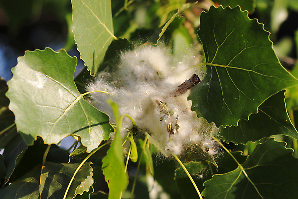 포토 JPG 해외이미지 주간 나무 외관 계절 공원 꽃 여행 잎 자연 하늘 씨앗 사람없음 야외 가로 초록색 햇빛 맑음 미국 흰색 나뭇가지 도시 면 황무지 닫기 도심 솜털 내추럴 비어있는 해외202309 해외포토 자연요소 식물 공공시설 컬러 북아메리카 모션 날씨 태양 생태계 파일형식