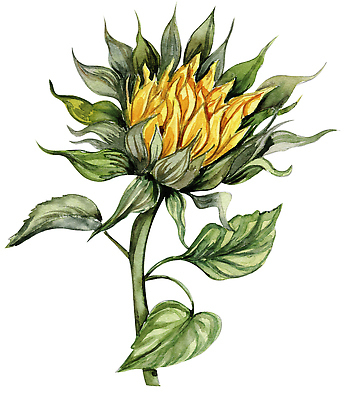 포토 JPG 해외이미지 클립아트 식물 꽃잎 포스터 컬러 꽃다발 결혼 잎 포장 해바라기 기념 프레임 씨앗 사람없음 그래픽 컬러풀 머리 페인트 수확 시골 표현 인사 얼룩 그리기 황금 떨어짐 인쇄 스케치 그림 데이지 초대 손그림 최초 구성 그리너리 반복 현실 국경 해외202309 해외포토 꽃 컨셉 농업 모션 미술 이벤트 신체부위 예절 파일형식 트랜드컬러