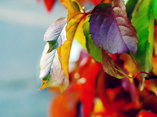 포토 JPG 해외이미지 계절 도로 길 줄기 컬러 잎 곡선 오렌지 자국 자연 건조 사람 사람없음 목재 빨간색 초록색 빛 컬러풀 태양 뷰티 노란색 평화 걷기 환경 활발 하이킹 안개 덮개 시골 황금 오솔길 9월 장면 추수감사절 10월 삼림지대 전국 해외202309 해외포토 자연요소 나무 식물 기독교 선 컨셉 과일 재료 교통시설 모션 레저 날씨 뚜껑 날짜 숲 생태계 파일형식