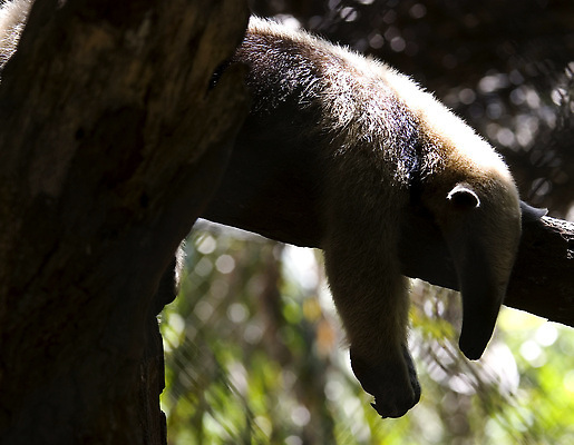 포토 JPG 해외이미지 동물 사람없음 태양 잠 중앙아메리카 벨리즈 해외202309 해외포토 자연요소 아메리카 파일형식