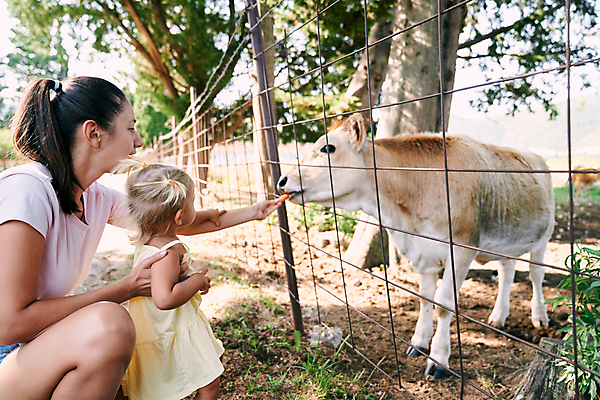 포토 JPG 해외이미지 나무 동물 백인 1 어린이 음식 가족 엄마 두명 울타리 농장 마을 당근 아기 소 닫기 주말 걸음마 수유 해외202309 해외포토 서양인 식물 농업 포유류 관계 모션 뿌리채소 사람 담장 파일형식