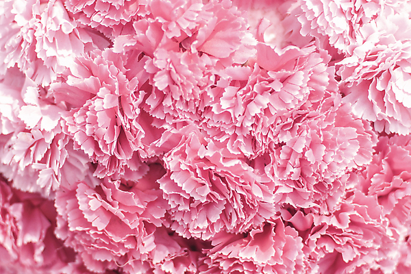 포토 JPG 해외이미지 식물 디자인 꽃잎 꽃 행복 분홍색 컬러 꽃다발 결혼 백그라운드 꽃무늬 패턴 자연 프레임 발렌타인데이 사랑 사람없음 장식 빛 뷰티 장미 정원 봄 벚꽃 흰색 축하 신용카드 개화 보케 복숭아 부드러움 2월 블러 살구 파스텔톤 카피스페이스 해외202309 해외포토 계절 감정 컨셉 무늬 과일 데이이벤트 이벤트 금융 공백 감각 날짜 생태계 파일형식