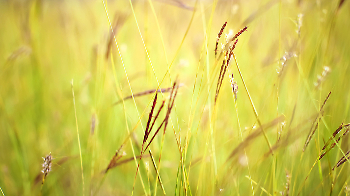 포토 JPG 해외이미지 식물 계절 공원 백그라운드 잎 밭 자연 벽지 추상 풍경 잔디 사람없음 초록색 물 여름 빛 햇빛 태양 뷰티 환경 정원 맑음 봄 성장 신선 닫기 이슬 밀 원예 질감 보케 부드러움 내추럴 블러 해외202309 해외포토 자연요소 공공시설 컬러 무늬 농업 모션 날씨 곡류 취미 감각 생태계 파일형식