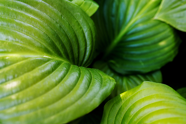 포토 JPG 해외이미지 나무 식물 디자인 계절 꽃잎 꽃 분홍색 컬러 백그라운드 잎 꽃무늬 패턴 자연 추상 미술 사람없음 초록색 파란색 빛 컬러풀 뷰티 환경 정원 일본 어둠 봄 성장 벚꽃 신선 개화 숲 묘사 질감 보케 부드러움 내추럴 이국적 해외202309 해외포토 아시아 무늬 문화예술 감각 생태계 파일형식