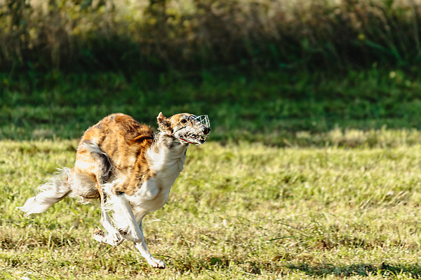 포토 JPG 해외이미지 동물 1 공원 감정 스포츠 밭 모션 놀이 건강 사람없음 야외 초록색 반려동물 달리기 뷰티 걷기 정원 점프 경쟁 에너지 게임 시골 레이싱 잡기 개 유혹 속도 사냥 송곳니 기르기 전력질주 챔피언 순혈 해외202309 해외포토 공공시설 컬러 컨셉 농업 포유류 시합 치아 돌봄 파일형식