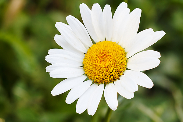 포토 JPG 해외이미지 식물 디자인 계절 꽃 컬러 꽃다발 백그라운드 잎 꽃무늬 밭 자연 휴가 사랑 잔디 사람없음 야외 장식 초록색 컬러풀 뷰티 정원 봄 성장 벚꽃 흰색 시골 신선 닫기 소프트포커스 오브젝트 내추럴 블러 캐모마일 해외202309 해외포토 감정 무늬 농업 모션 촬영기법 허브 생태계 파일형식