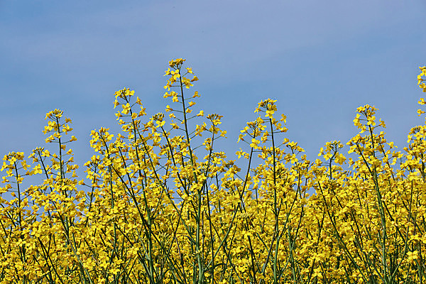 포토 JPG 해외이미지 식물 꽃 밭 농업 자연 하늘 바람 씨앗 사람없음 초록색 농작물 태양 뷰티 농장 노란색 환경 맑음 봄 에너지 벚꽃 시골 개화 황금 불기 땅 유채 생태계 보케 블러효과 생태학 카놀라 세련 해외202309 해외포토 자연요소 계절 교육 산업 컬러 모션 날씨 블러 파일형식 효과