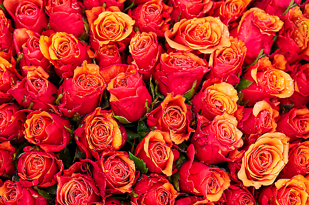 포토 JPG 해외이미지 식물 기념일 꽃잎 꽃 분홍색 꽃다발 결혼 백그라운드 꽃무늬 패턴 자연 결혼식 휴가 발렌타인데이 선물 사랑 사람없음 뷰티 장미 봄 낭만 벚꽃 축하 신선 생일 실크 크림 묘사 열정 내추럴 취급주의 해외202309 해외포토 계절 감정 컬러 컨셉 무늬 데이이벤트 경고 이벤트 직물 생태계 파일형식