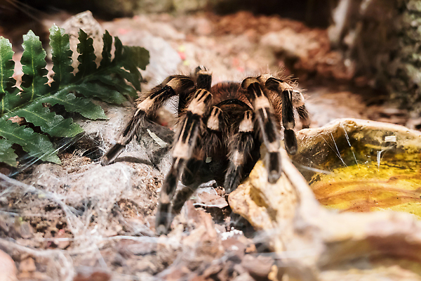 포토 JPG 해외이미지 동물 여자 야생동물 곤충 자연 생물 무척추동물 종류 사람없음 장식 초록색 반려동물 컬러풀 갈색 독약 숲 위험 무서움 실크 육식동물 거미 사냥꾼 토막 기어가기 오싹 해외202309 해외포토 직업 감정 컬러 컨셉 모션 사람 직물 생태계 파일형식