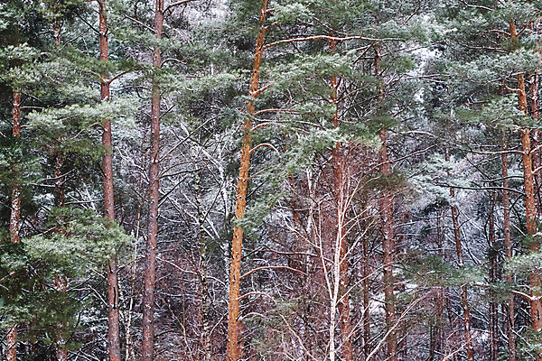 포토 JPG 해외이미지 나무 계절 공원 백그라운드 크리스마스 겨울 패턴 자연 날씨 휴가 새로움 사람없음 야외 목재 초록색 파란색 뷰티 귀여움 환경 냉동 얼음 추위 흰색 나뭇가지 소나무 숲 큼 연도 질감 서리 장면 솜털 1월 내추럴 삼림지대 눈내림 해외202309 해외포토 자연요소 식물 공공시설 기념일 컬러 컨셉 무늬 재료 눈_날씨 날짜 크기 생태계 파일형식