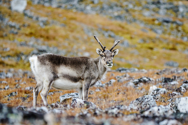 포토 JPG 해외이미지 동물 야생동물 여행 백그라운드 겨울 포유류 자연 사슴 뿔 노르웨이 핀란드 사람없음 야외 여름 파란색 흰색 북극 북쪽 알래스카 내추럴 그린란드 순록 스칸디나비아 해외202309 해외포토 계절 유럽 컬러 섬 북유럽 덴마크 미국 극지방 방향 생태계 파일형식