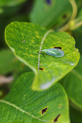 포토 JPG 해외이미지 식물 동물 꽃 야생동물 곤충 잎 자연 사람없음 물 갈색 봄 벌레 떨어짐 이슬 거미 해외202309 해외포토 자연요소 계절 컬러 컨셉 생태계 파일형식