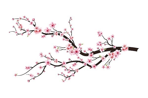 EPS 해외이미지 분홍색 일러스트 봄꽃 사람없음 벚꽃 꽃가지 해외202309 해외일러스트 꽃 컬러 봄 나뭇가지 파일형식 벡터