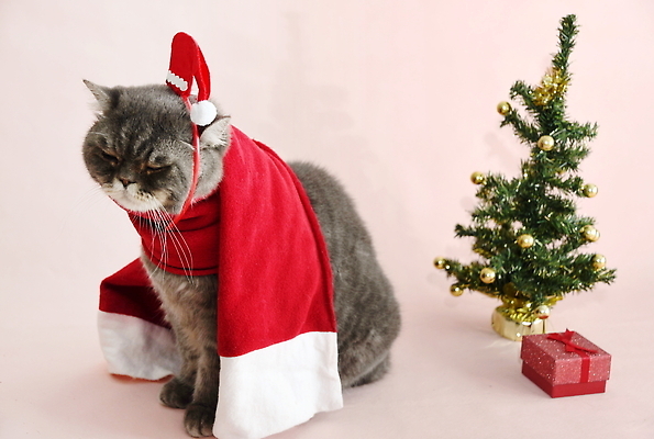 포토 JPG 해외이미지 옷 계절 백그라운드 크리스마스 겨울 장난 포유류 휴식 영국 새해 주택 털 실내 선물 앉기 사람없음 장식 빛 반려동물 뷰티 크리스마스트리 산타클로스 파티 고양이 회색 축하 유머 호기심 보케 솜털 해외202309 해외포토 동물 기념일 감정 유럽 컬러 컨셉 모션 이벤트 내부 건물 파일형식