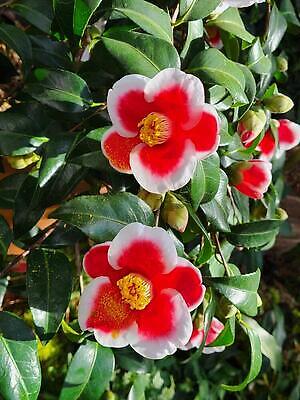 포토 JPG 해외이미지 식물 꽃잎 꽃 화분 화초 사람없음 파란색 보라색 제비꽃 비올라 해외202309 해외포토 컬러 파일형식 찰현악기