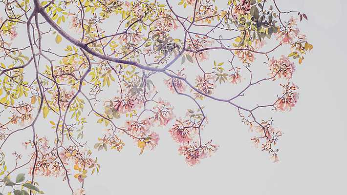 포토 JPG 해외이미지 나무 식물 계절 공원 꽃잎 꽃 분홍색 컬러 결혼 백그라운드 잎 꽃무늬 자연 벽지 추상 발렌타인데이 사랑 사람없음 야외 빛 뷰티 정원 봄 낭만 수확 벚꽃 흰색 나뭇가지 축하 신선 개화 달콤 소프트포커스 다발 부드러움 내추럴 블러 파스텔톤 해외202309 해외포토 공공시설 감정 컨셉 무늬 농업 데이이벤트 촬영기법 이벤트 감각 맛 생태계 파일형식