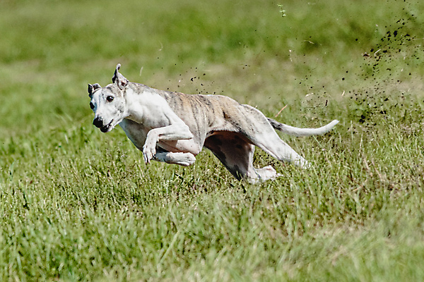 포토 JPG 해외이미지 동물 공원 행복 스포츠 셔츠 밭 포유류 모션 자연 놀이 건강 사람없음 야외 초록색 달리기 햇빛 뷰티 우주 정원 맑음 점프 검은색 경쟁 에너지 레이싱 잡기 개 유혹 강의 테리어 속도 호기심 사냥 사냥개 섬광 순간 순혈 해외202309 해외포토 공공시설 감정 컬러 컨셉 상의 농업 날씨 시합 태양 생태계 파일형식