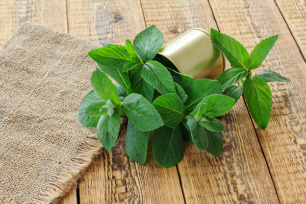 포토 JPG 해외이미지 식물 음식 백그라운드 잎 농업 재료 자연 탁자 건강 요리 동양인 사람없음 목재 초록색 약 정원 봄 샐러드 신선 맛 민트 허브 향신료 유기농 원예 날것 향기 아로마 향료 향 아로마테라피 스피아민트 해외202309 해외포토 나무 웰빙 계절 산업 컬러 가구 컨셉 의학 인종 취미 생태계 냄새 테라피 향미료 파일형식