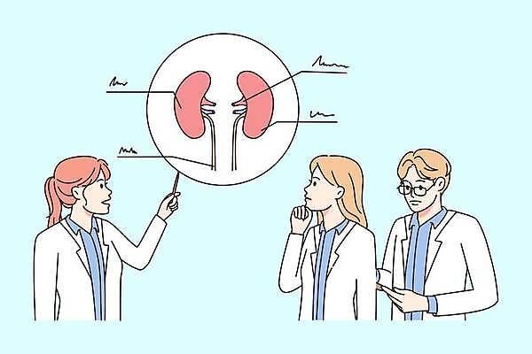 EPS 해외이미지 여자 남자 일러스트 지팡이 손짓 상반신 성인 의사 정보 가리킴 신장 분석 성인만 해외202309 해외일러스트 컨셉 모션 사람 의료진 비뇨기관 파일형식 벡터