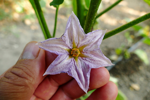 포토 JPG 해외이미지 식물 꽃잎 꽃 음식 컬러 백그라운드 잎 꽃무늬 채소 과일 자연 가지 사람없음 초록색 뷰티 정원 보라색 벚꽃 흰색 신선 개화 채소밭 해외202309 해외포토 무늬 밭 생태계 파일형식