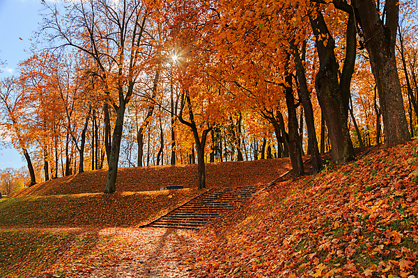 포토 JPG 해외이미지 나무 식물 계절 공원 길 컬러 여행 백그라운드 단풍 잎 오렌지 자연 아침 풍경 사람없음 야외 목재 빨간색 초록색 빛 컬러풀 햇빛 태양 뷰티 노란색 환경 맑음 활발 안개 광선 가을 도시 황금 숲 장면 내추럴 해외202309 해외포토 주간 자연요소 공공시설 컨셉 과일 재료 날씨 생태계 파일형식