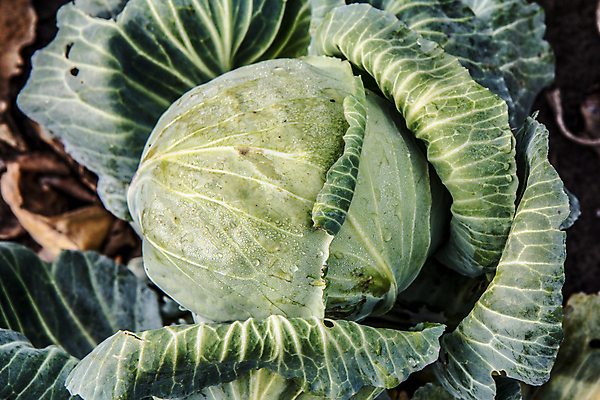 포토 JPG 해외이미지 식물 계절 음식 백그라운드 잎 농업 다이어트 채소 재료 자연 건강 사람없음 초록색 농작물 뷰티 머리 정원 봄 샐러드 젖음 수확 성장 신선 먹기 유기농 원예 양배추 날것 섬유 비타민 내추럴 채식주의자 비건 해외202309 해외포토 웰빙 산업 컬러 모션 취미 신체부위 직물 생태계 채식 영양소 파일형식