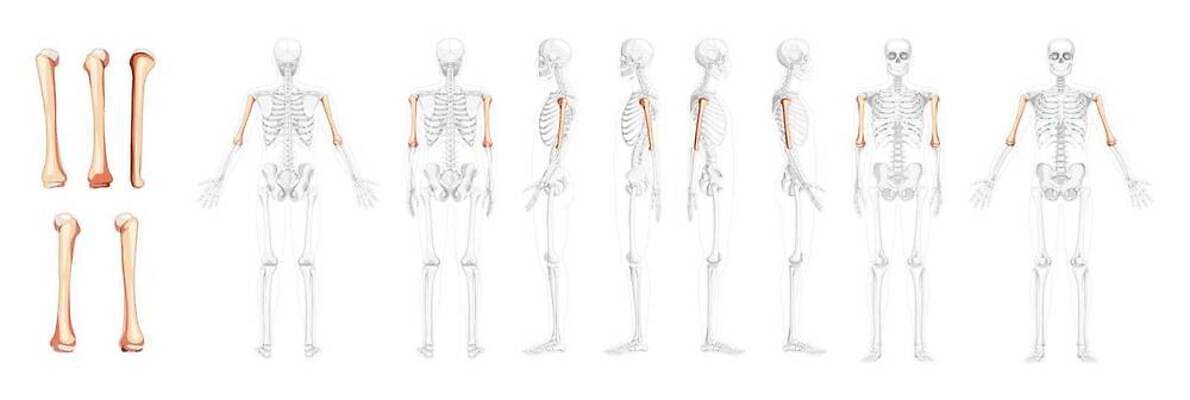 EPS 해외이미지 모델 디자인 여자 남자 과학 신체 일러스트 해부 뼈 골격 건강 사람 약 3D 조직 호흡기관 플랫 흉부 어깨 생물학 시스템 팔 고립 골절 궤 양발 벡터 해외202309 해외일러스트 교육 의학 신체부위 장기_의학 디지털합성 파일형식