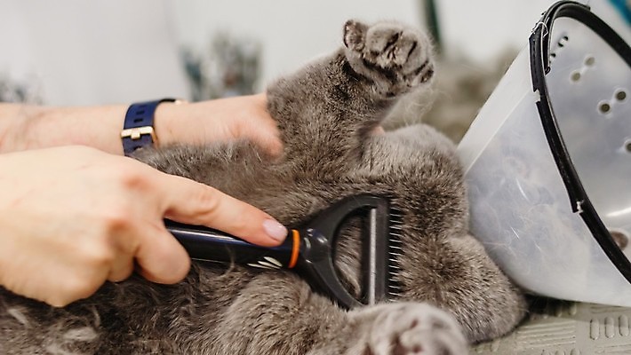 포토 JPG 해외이미지 동물 직업 헤어스타일 손 응시 포유류 털 실내 사람없음 반려동물 뷰티 머리 상점 흰색 공구 붓 머리빗 화려 미용사 모피 이발 자르기 솜털 샴푸 몸단장 다듬기 돌봄 이발사 순혈 해외202309 해외포토 시선 컬러 컨셉 모션 내부 신체부위 위생용품 도구 미용용품 파일형식