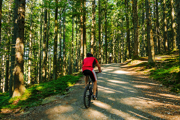 포토 JPG 해외이미지 나무 라이프스타일 남자 도로 길 스포츠 여행 포즈 자연 거리 함께함 건강 성인 사람없음 목재 운동 자전거 산책 하이킹 다양 시골 승차 숲 라이더 랜드마크 방법 가문비나무 해외202309 해외포토 식물 다수 컨셉 재료 교통시설 모션 레저 휴식 사람 생활 바이크 생태계 파일형식