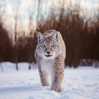 포토 JPG 해외이미지 한마리 야생동물 겨울 포유류 사람없음 걷기 설원 눈 스라소니 눈덮임 해외202309 해외포토 자연요소 동물 1 계절 컨셉 모션 날씨 눈_날씨 파일형식