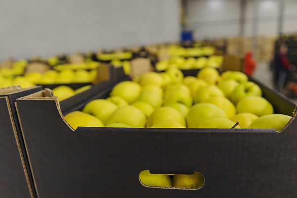 포토 JPG 해외이미지 계절 음식 백그라운드 농업 다이어트 과일 재료 자연 새로움 건강 사람없음 목재 초록색 상자 농장 노란색 쌓기 상점 수확 신선 시장 달콤 사과 나무상자 컨테이너 먹기 가득함 창고 오브젝트 유기농 원예 날것 수납 비타민 내추럴 매각 수입 숙성 채식주의자 많음 맛있는 해외202309 해외포토 나무 웰빙 산업 컬러 컨셉 모션 취미 맛 생태계 채식 영양소 파일형식