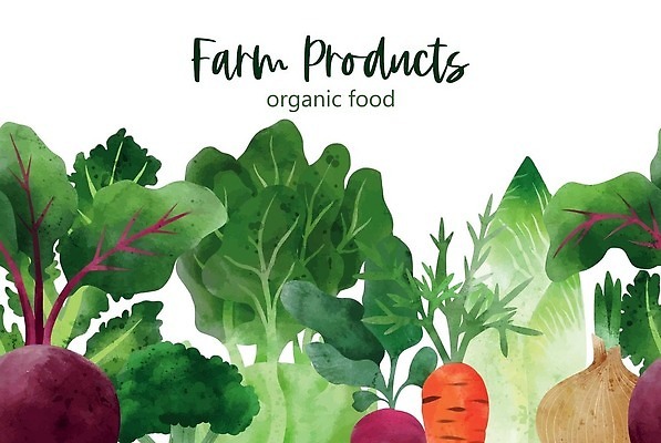 EPS 해외이미지 배너 일러스트 양파 사람없음 당근 브로콜리 유기농 손그림 비트 비건 샐러드채소 해외202309 해외일러스트 웰빙 채소 뿌리채소 채식주의자 파일형식 벡터