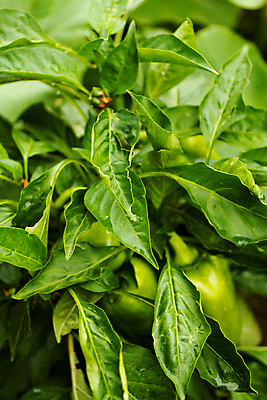 포토 JPG 해외이미지 음식 농업 채소 자연 사람없음 정원 도시 유기농 원예 지역 후추 유지 채소밭 해외202309 해외포토 웰빙 산업 밭 취미 향신료 생태계 파일형식