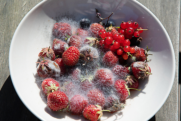 포토 JPG 해외이미지 열매 음식 과일 건강 사람없음 빨간색 손상 성장 흰색 독약 체리 시장 닫기 질병 쓰레기 파편 상품 유기농 생물학 감염 진홍색 비타민 박테리아 낭비 나쁜 곰팡이 썩음 해로움 못생김 해외202309 해외포토 식물 웰빙 교육 컬러 컨셉 의학 모션 영양소 파일형식