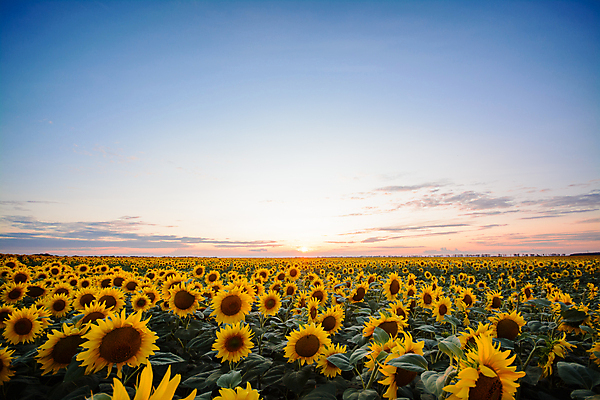 포토 JPG 해외이미지 식물 구름 꽃 백그라운드 꽃무늬 밭 농업 자연 하늘 해바라기 풍경 사람없음 야외 초록색 여름 파란색 빛 농작물 햇빛 태양 뷰티 농장 노란색 맑음 일몰 새벽 활발 성장 벚꽃 흰색 시골 저녁 장면 꽃가루 내추럴 밭일 수평선 카피스페이스 세련 해외202309 해외포토 자연요소 계절 산업 컬러 컨셉 무늬 날씨 노을 공백 야간 가루 생태계 파일형식