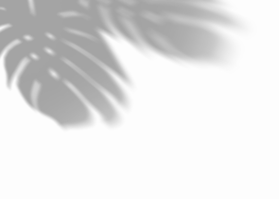 포토 JPG 해외이미지 식물 디자인 벽 백그라운드 잎 표면 흑백 그림자 사람없음 그래픽 빛 햇빛 태양 3D 회색 흰색 발표 상품 소프트포커스 장면 덮기 내추럴 구성 현실 미니멀 해외202309 해외포토 자연요소 컬러 모션 촬영기법 디지털합성 파일형식