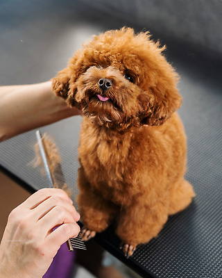 포토 JPG 해외이미지 손 신체부위 뷰티 귀여움 이발 푸들 빗질 다듬기 애견빗 해외202309 해외포토 컨셉 모션 사람 개 애견용품 파일형식