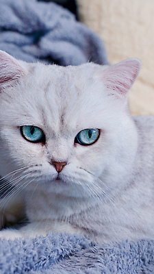 포토 JPG 해외이미지 동물 1 긴머리 응시 백그라운드 장난 포유류 영국 수염 안전 앉기 성인 사람없음 파란색 반려동물 컬러풀 뷰티 카메라 검은색 고양이 줄무늬 금지 흰색 표현 질문 자르기 솜털 수의사 고립 기르기 직진 카피스페이스 해외202309 해외포토 헤어스타일 시선 유럽 컬러 무늬 모션 사람 전자제품 공백 의사 돌봄 파일형식