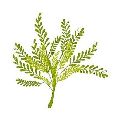 EPS 해외이미지 식물 디자인 배너 포스터 야생동물 바다 잎 꽃무늬 일러스트 자연 항해 빨간색 초록색 물 여름 컬러풀 바닷속 수중 나뭇가지 해조류 플랫 산호 산호초 허브 유기농 생물학 손그림 고립 다시마 소금물 이국적 벡터 해외202309 해외일러스트 자연요소 나무 동물 웰빙 계절 교육 꽃 컬러 무늬 배_교통 수중식물 해양식물 자포동물 생태계 파일형식