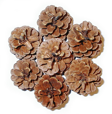 포토 JPG 해외이미지 자연 사람없음 하이앵글 소나무 원형 그룹 흰배경 원뿔 항공촬영 7 정물화 해외202309 해외포토 도형 나무 뷰포인트 백그라운드 숫자 흰색 그림 생태계 파일형식