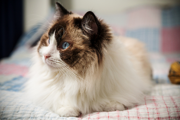 포토 JPG 해외이미지 동물 얼굴 백그라운드 장난 자연 놀이 주택 털 표정 건강 종류 사람없음 파란색 반려동물 뷰티 걷기 귀여움 고양이 흰색 침대 큼 얼룩무늬 솜털 조립 거짓말 기르기 유래 총구 순혈 해외202309 해외포토 컬러 가구 컨셉 무늬 포유류 모션 건물 신체부위 크기 생태계 돌봄 파일형식