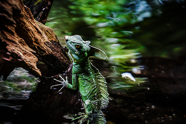 포토 JPG 해외이미지 동물 야생동물 파충류 자연 양서류 사람없음 목재 숲 시원함 도마뱀 해외202309 해외포토 나무 재료 생태계 파일형식