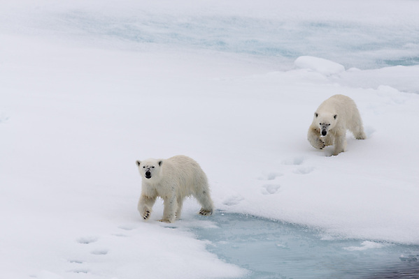 포토 JPG 해외이미지 야생동물 두마리 겨울 사람없음 걷기 추위 흰색 눈 발자국 북극 북극곰 빙하 해외202309 해외포토 자연요소 동물 계절 컬러 2 곰 자국 모션 날씨 극지방 파일형식
