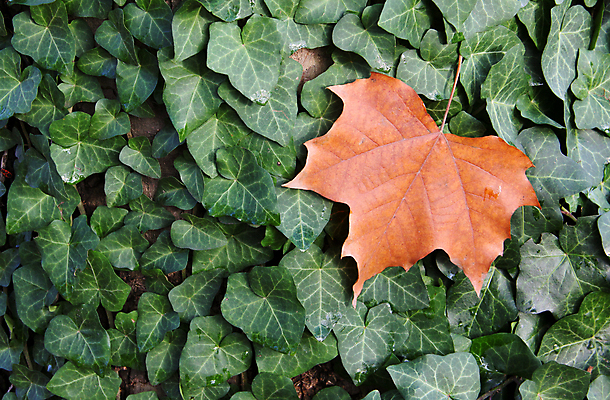 포토 JPG 해외이미지 식물 계절 백그라운드 단풍 잎 꽃무늬 자연 사람없음 야외 초록색 컬러풀 뷰티 노란색 정원 닫기 11월 묘사 질감 아이비 상록수 10월 내추럴 해외202309 해외포토 꽃 컬러 무늬 모션 날짜 생태계 파일형식