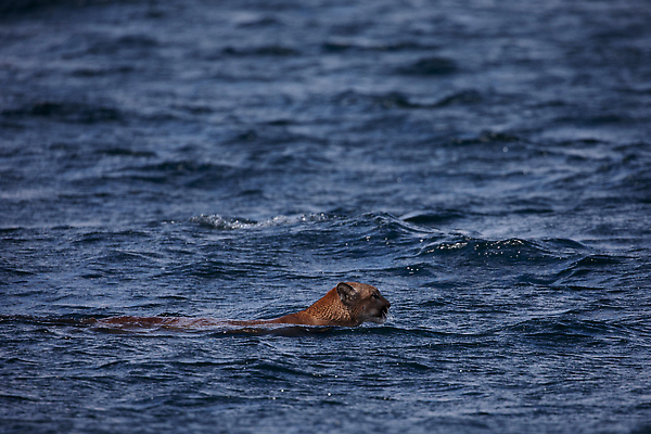 포토 JPG 해외이미지 동물 야생동물 포즈 캐나다 북아메리카 포유류 자연 항해 아메리카 사람없음 야외 옆모습 물 수영 고양이 황무지 사자 위협 육식동물 표범 채널 해외202309 해외포토 자연요소 뷰포인트 배_교통 반려동물 수상스포츠 대륙 생태계 파일형식