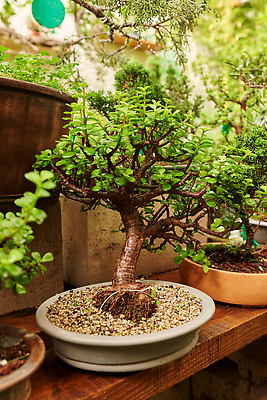 포토 JPG 해외이미지 화분 화초 사람없음 원예 해외202309 해외포토 식물 취미 파일형식