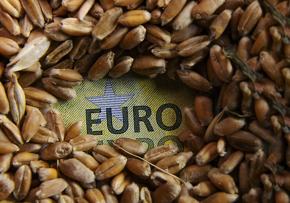 포토 JPG 해외이미지 유럽 음식 빵 지폐 돈 밭 농업 비즈니스 건조 건강 씨앗 사람없음 금융 농작물 뷰티 노란색 유로 수확 시골 신선 시장 재산 황금 농부 낟알 가격 시리얼 밀 창고 유기농 날것 이익 승진 계산서 거짓말 작살 해외202309 해외포토 식물 직업 웰빙 나라 산업 컬러 곡류 경제 파일형식