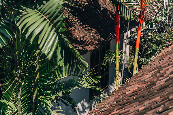 포토 JPG 해외이미지 나무 식물 전통 아시아 문화 도로 길 섬 여행 잎 태국 자연 휴가 휴식 열대 풍경 사람없음 야외 건물 목재 초록색 여름 빛 뷰티 여행객 환경 성장 시골 신선 황무지 숲 내추럴 방법 이국적 파라다이스 해외202309 해외포토 건축물 계절 나라 컬러 컨셉 재료 교통시설 사람 생태계 파일형식